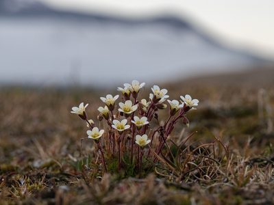 Saxifraga cespitosa, photographed by Piotr Lukasik