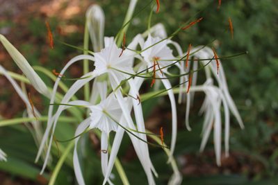 Hymenocallis littoralis, photographed by Ricard Busquets Reverte