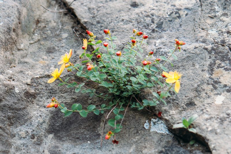 Hypericum nummularioides, photographed by stolbovsky