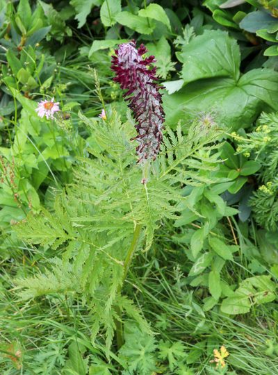 Pedicularis atropurpurea, photographed by stolbovsky