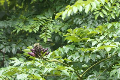 Oroxylum indicum, photographed by Dinesh Valke