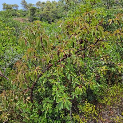 Arbutus andrachne, photographed by Dan Horowitz