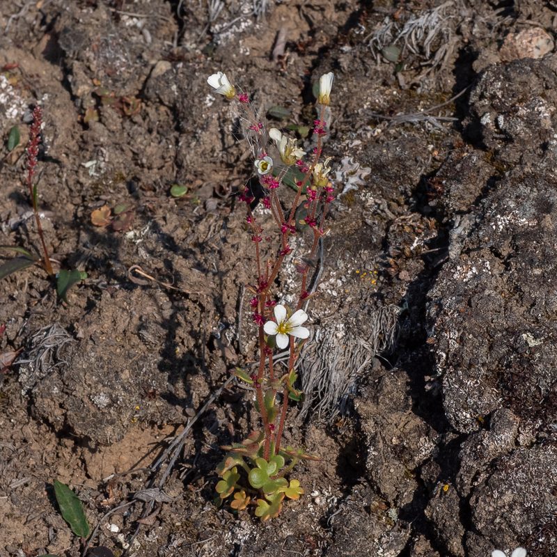 Saxifraga cernua, photographed by Piotr Lukasik