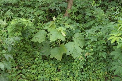 Sterculia urens, photographed by Dinesh Valke
