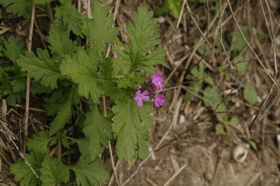 Verbena polyantha, photographed by Eric Knight