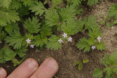 Verbena quadrangulata, photographed by Eric Knight