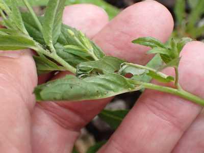 Epilobium tetragonum, photographed by Robert H. Wardell