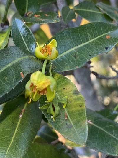 Ochna arborea, photographed by Dave U
