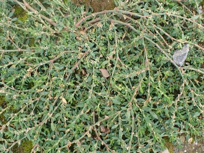 Polygonum arenastrum, photographed by Robert H. Wardell