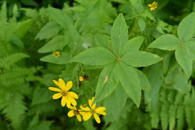 Coreopsis major, photographed by Siddarth Machado