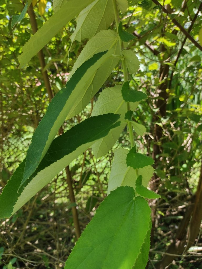 Dicraspidia donnell-smithii, photographed by Eduardo A. Bolaños Vargas