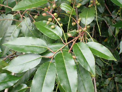 Prunus lusitanica, photographed by Robert H. Wardell