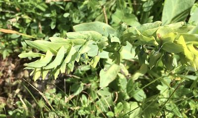 Cerinthe glabra, photographed by Karsten Rohweder