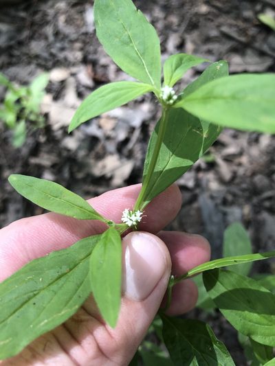 Spermacoce glabra, photographed by Will McFarland
