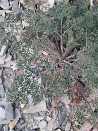 Astrodaucus orientalis, photographed by Виктория Билоус