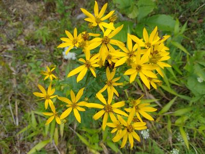 Coreopsis major, photographed by Harold Smith