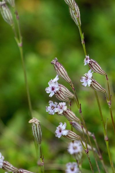 Silene ciliata, photographed by Thibaud Aronson