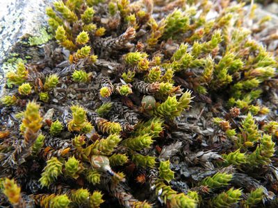 Styphelia nana, photographed by John Barkla