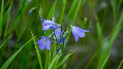 Campanula alaskana, photographed by Nart Barileva