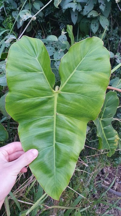Philodendron quinquenervium, photographed by João Arthur Rabello