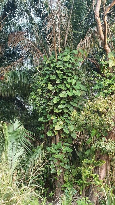 Philodendron quinquenervium, photographed by João Arthur Rabello