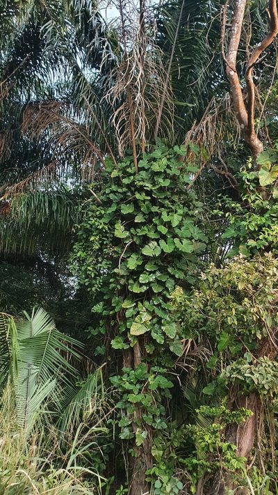 Philodendron quinquenervium, photographed by João Arthur Rabello
