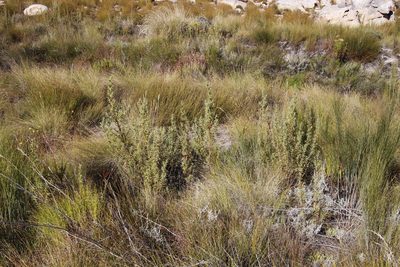 Cliffortia acanthophylla, photographed by Tony Rebelo