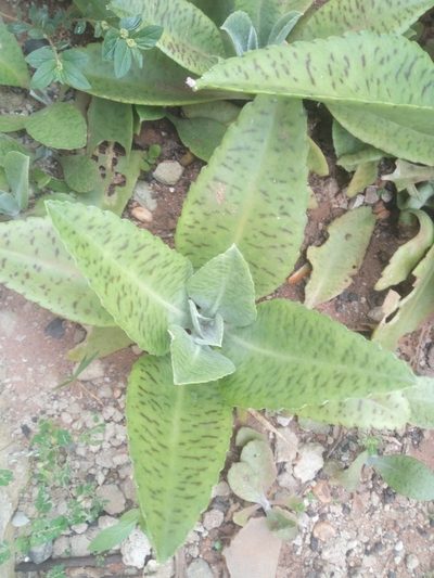 Kalanchoe gastonis-bonnieri, photographed by Sunday Berlioz KAKPO