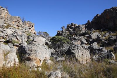 Widdringtonia cedarbergensis, photographed by Tony Rebelo
