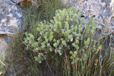 Serruria aitonii, photographed by Tony Rebelo