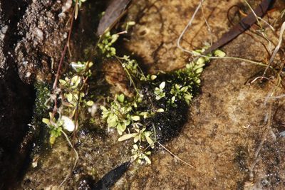 Wimmerella arabidea, photographed by Tony Rebelo
