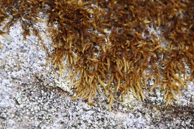 Breutelia substricta, photographed by Tony Rebelo