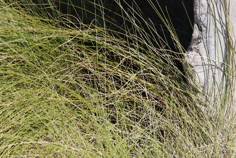 Schoenus gracillimus, photographed by Tony Rebelo
