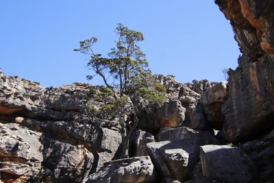 Widdringtonia cedarbergensis, photographed by Tony Rebelo
