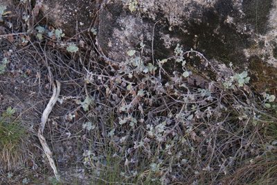Lidbeckia quinqueloba, photographed by Tony Rebelo