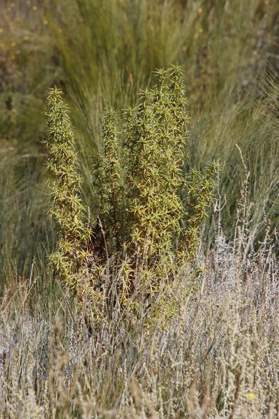 Cliffortia acanthophylla, photographed by Tony Rebelo