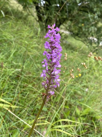 Gymnadenia densiflora, photographed by Terry Instone