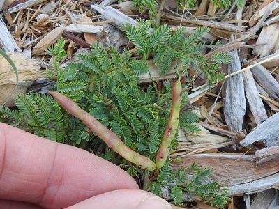 Desmanthus leptolobus, photographed by Sam Kieschnick