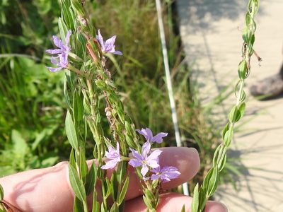 Lythrum alatum, photographed by Sam Kieschnick