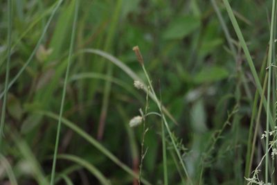 Carex glaucescens, photographed by Kim