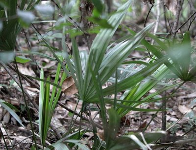 Rhapidophyllum hystrix, photographed by Kim