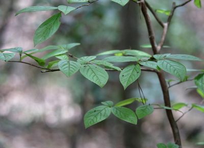 Stewartia malacodendron, photographed by Kim