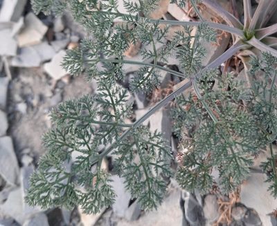 Astrodaucus orientalis, photographed by Виктория Билоус