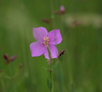 Rhexia alifanus, photographed by Kim