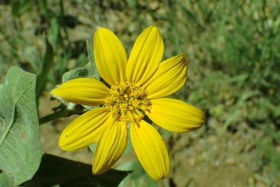 Wyethia mollis, photographed by Steve Woodward