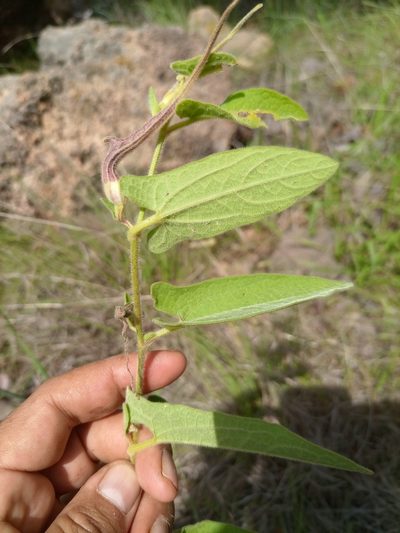 Aristolochia pringlei, photographed by alejandrozab