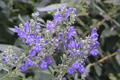 Scutellaria incana, photographed by stlmark