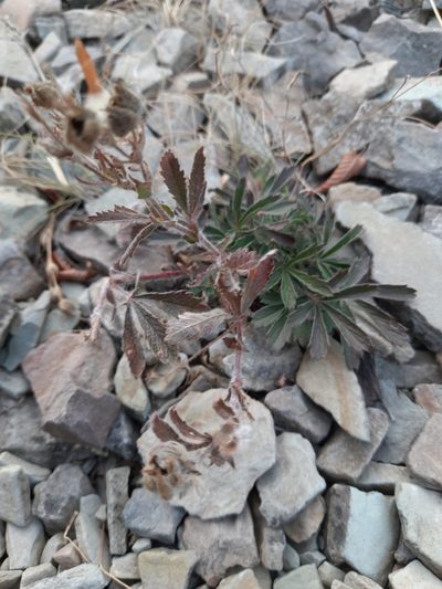 Potentilla taurica, photographed by Виктория Билоус