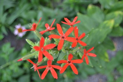 Silene regia, photographed by stlmark