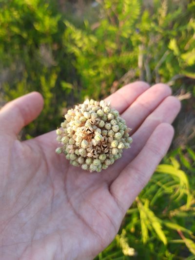 Allium atroviolaceum, photographed by Виктория Билоус